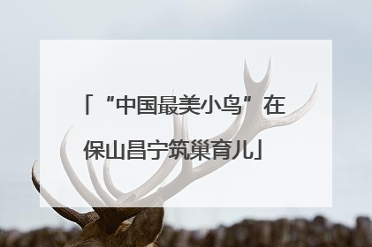 “中国最美小鸟”在保山昌宁筑巢育儿
