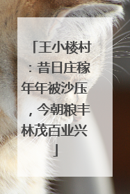 王小楼村：昔日庄稼年年被沙压，今朝粮丰林茂百业兴