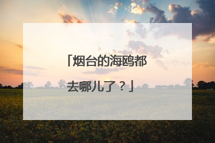 烟台的海鸥都去哪儿了？