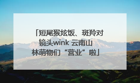 短尾猴炫饭、斑羚对镜头wink 云南山林萌物们“营业”啦