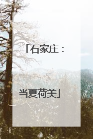 石家庄：当夏荷美