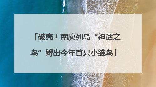 破壳！南麂列岛“神话之鸟”孵出今年首只小雏鸟