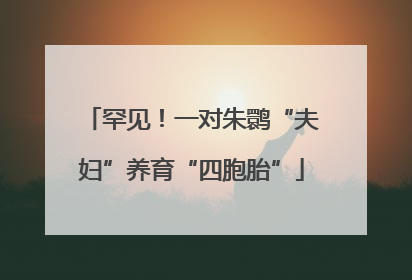 罕见！一对朱鹮“夫妇”养育“四胞胎”