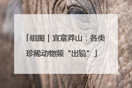 组图｜宜章莽山：各类珍稀动物频“出镜”