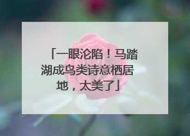 一眼沦陷！马踏湖成鸟类诗意栖居地，太美了
