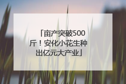 亩产突破500斤！安化小花生种出亿元大产业
