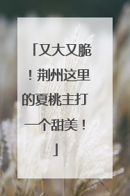 又大又脆！荆州这里的夏桃主打一个甜美！