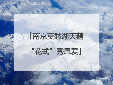南京莫愁湖天鹅“花式”秀恩爱