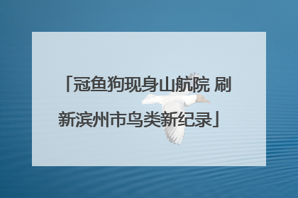 冠鱼狗现身山航院 刷新滨州市鸟类新纪录