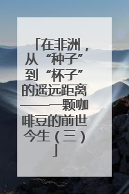 在非洲，从“种子”到“杯子”的遥远距离——一颗咖啡豆的前世今生（三）