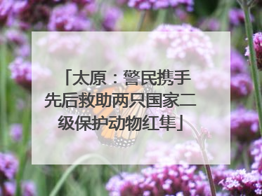 太原：警民携手 先后救助两只国家二级保护动物红隼