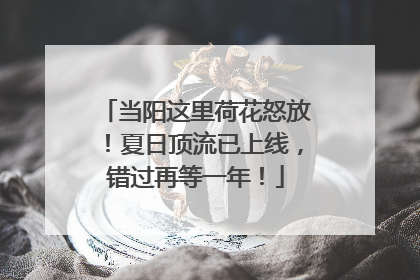 当阳这里荷花怒放！夏日顶流已上线，错过再等一年！