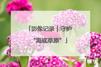 影像记录｜守护“海底草原”