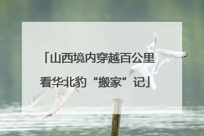 山西境内穿越百公里 看华北豹“搬家”记