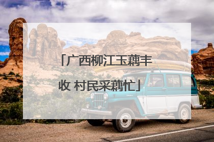 广西柳江玉藕丰收 村民采藕忙