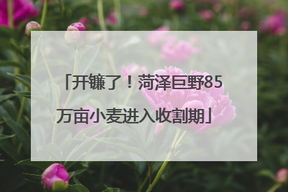 开镰了！菏泽巨野85万亩小麦进入收割期