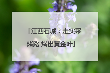 江西石城：走实采烤路 烤出黄金叶