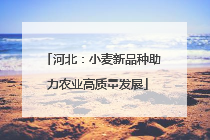河北：小麦新品种助力农业高质量发展