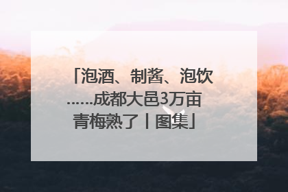 泡酒、制酱、泡饮……成都大邑3万亩青梅熟了丨图集