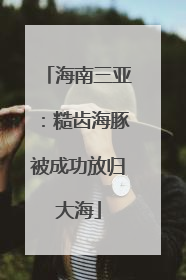 海南三亚：糙齿海豚被成功放归大海