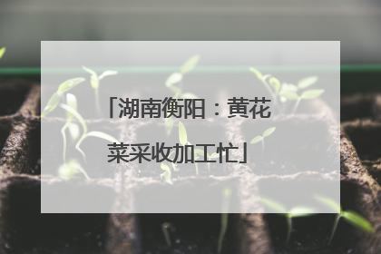 湖南衡阳：黄花菜采收加工忙