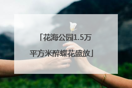 花海公园1.5万平方米醉蝶花盛放