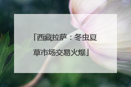 西藏拉萨：冬虫夏草市场交易火爆