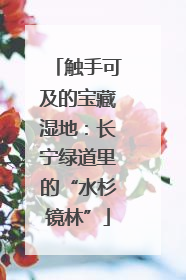 触手可及的宝藏湿地：长宁绿道里的“水杉镜林”