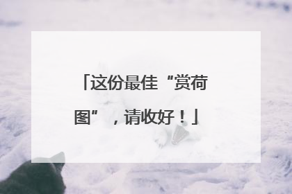 这份最佳“赏荷图”，请收好！