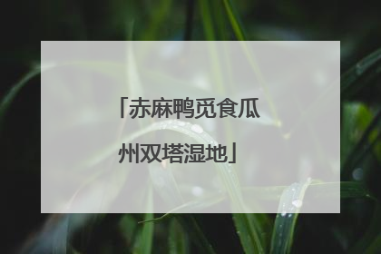 赤麻鸭觅食瓜州双塔湿地