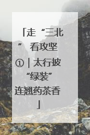 走“三北” 看攻坚①｜太行披“绿装” 连翘药茶香