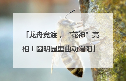 龙舟竞渡，“花神”亮相！圆明园里曲动端阳