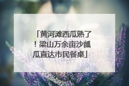 黄河滩西瓜熟了！梁山万余亩沙瓤瓜直达市民餐桌