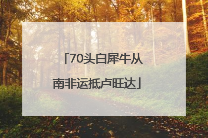 70头白犀牛从南非运抵卢旺达